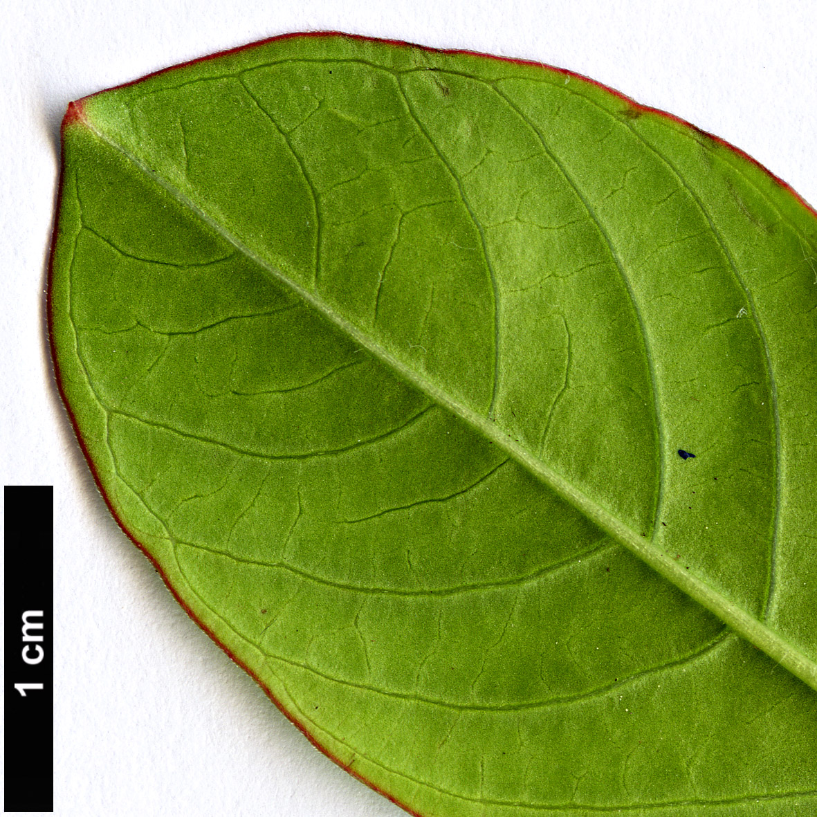 High resolution image: Family: Lythraceae - Genus: Lagerstroemia - Taxon: indica - SpeciesSub: ’Fuchsia D’ete’